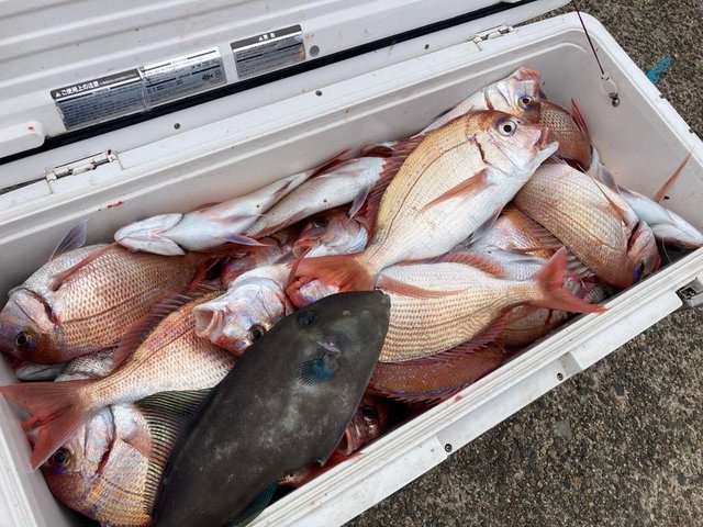 ハナダイ(チダイ)・ウマヅラ(ウマヅラハギ)