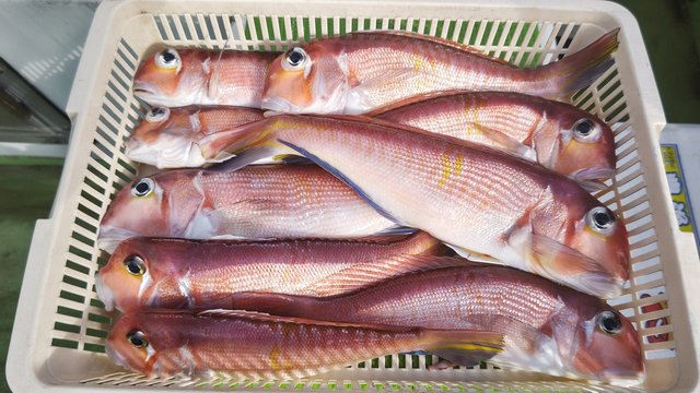 アマダイ(アカアマダイ)