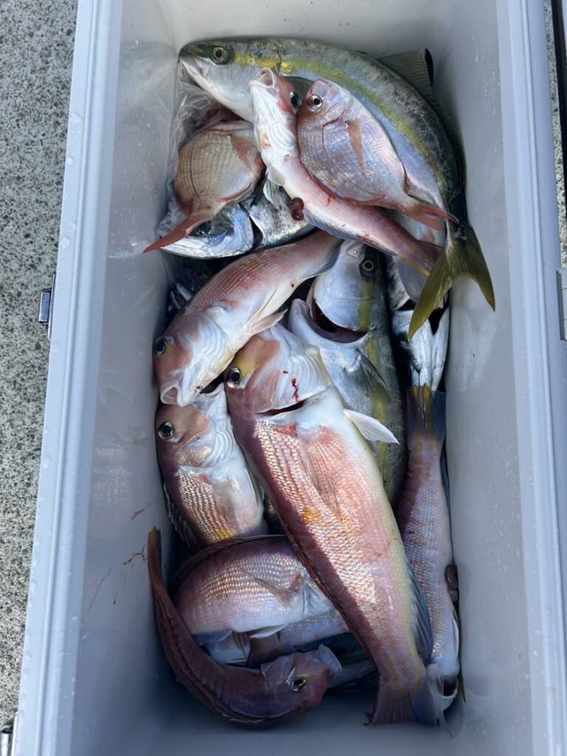 アマダイ(アカアマダイ)