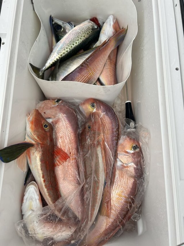 アマダイ(アカアマダイ)