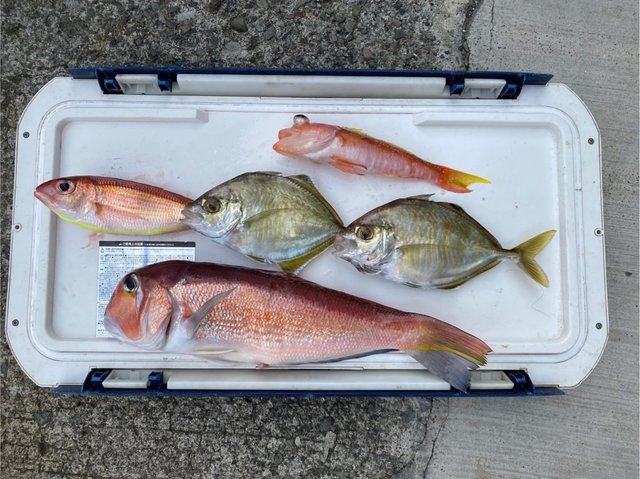 アカアマダイ・イトヨリ(イトヨリダイ)