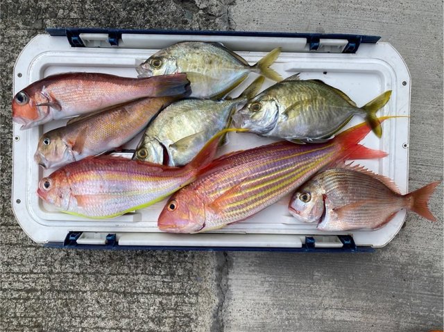 カイワリ・アカアマダイ・イトヨリ(イトヨリダイ)