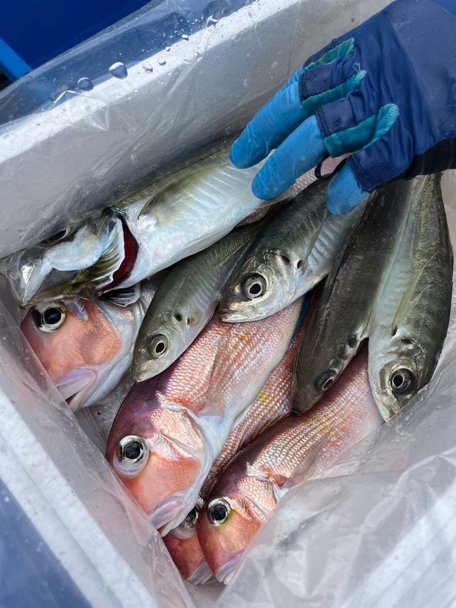 アジ(マアジ)・アマダイ(アカアマダイ)