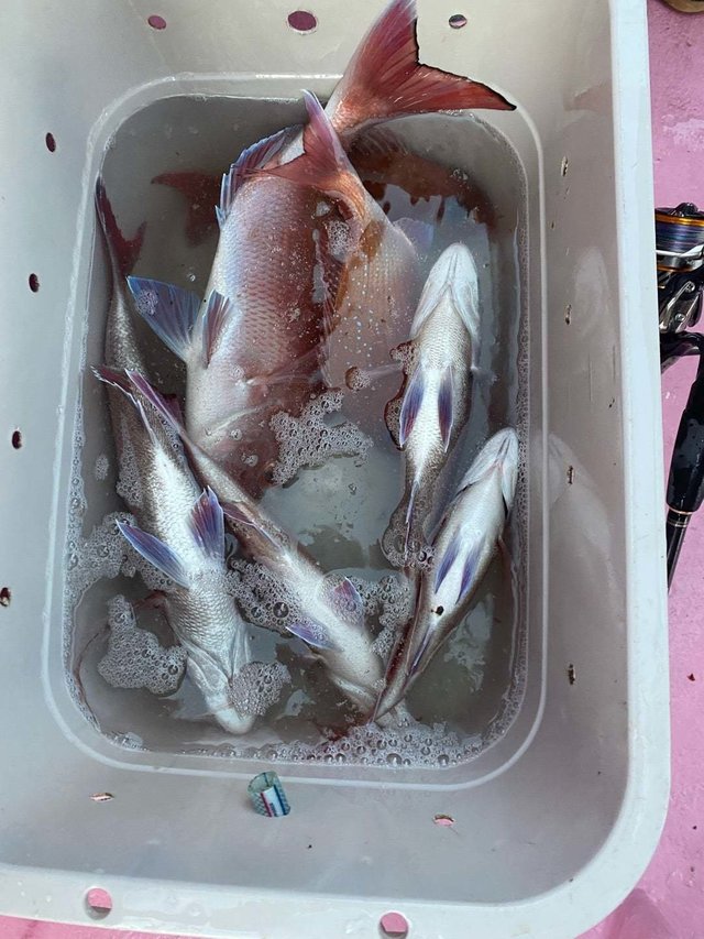 マダイ・スズキ