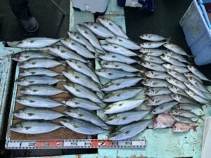 マアジ・ハマチ(ブリ)