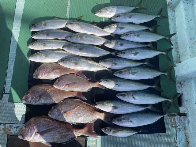 マダイ・マアジ・ハマチ(ブリ)