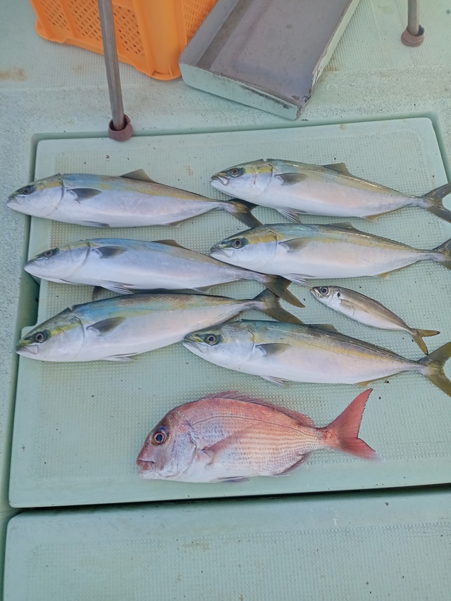 マダイ・ハマチ(ブリ)