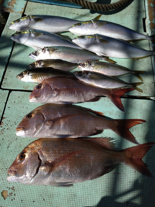 タイ(マダイ)・アジ(マアジ)・ハマチ(ブリ)・サバ(マサバ)