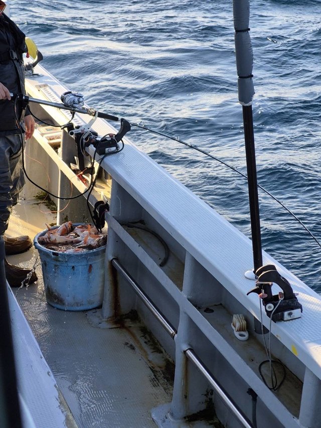 オキメバル(ウスメバル)