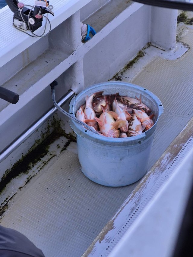 オキメバル(ウスメバル)