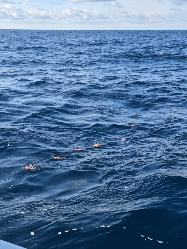 オキメバル(ウスメバル)