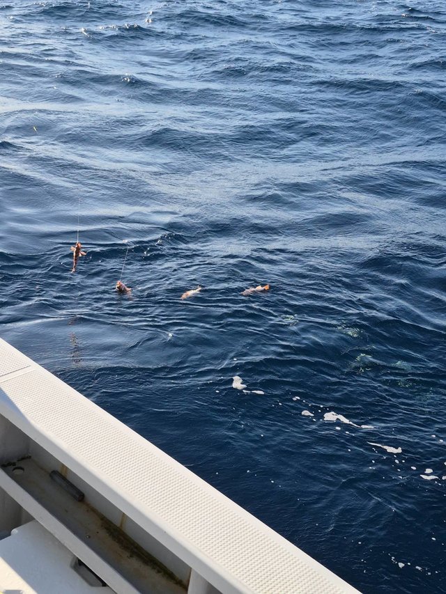 オキメバル(ウスメバル)