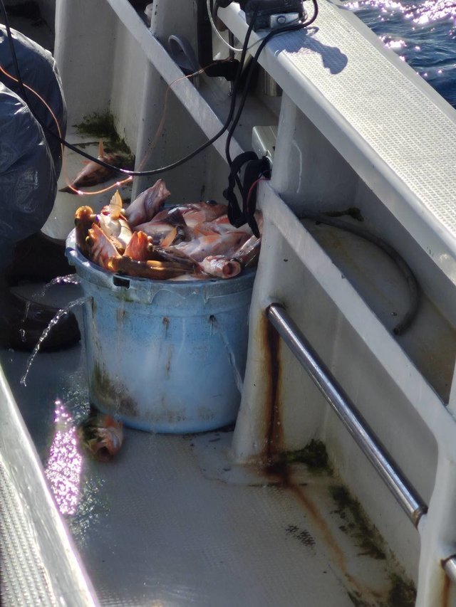 オキメバル(ウスメバル)