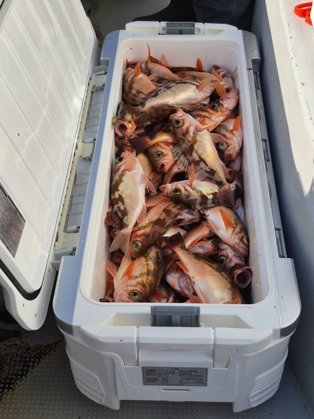 オキメバル(ウスメバル)