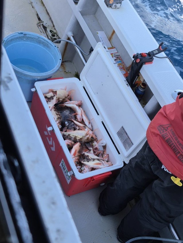 オキメバル(ウスメバル)