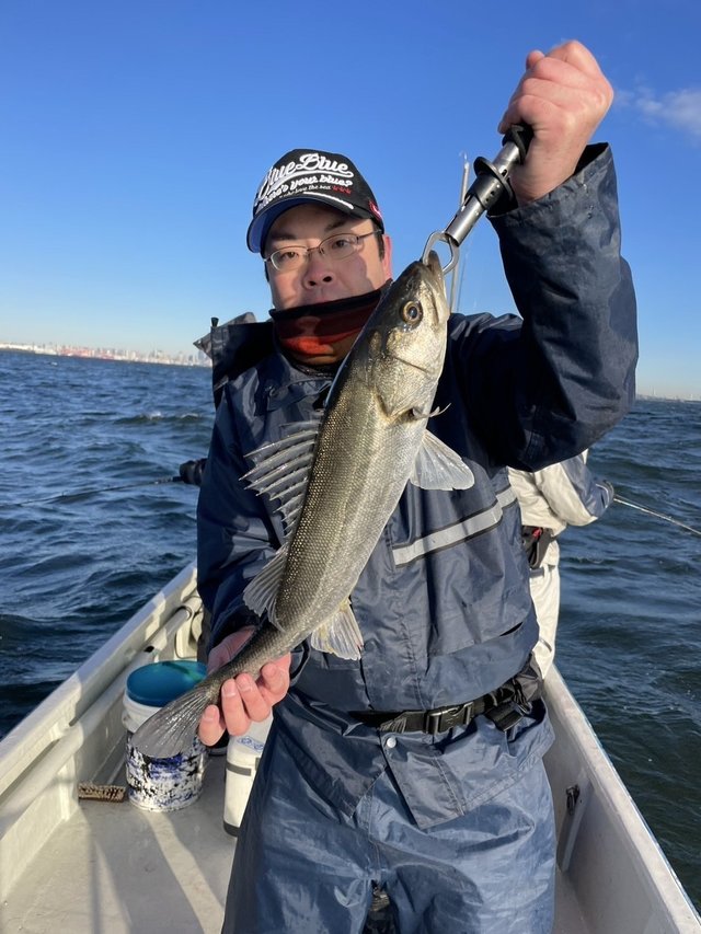 シーバス(スズキ)