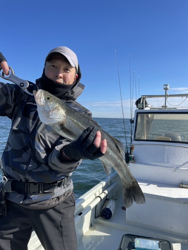 シーバス(スズキ)