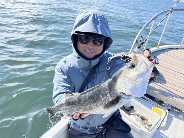 シーバス(スズキ)