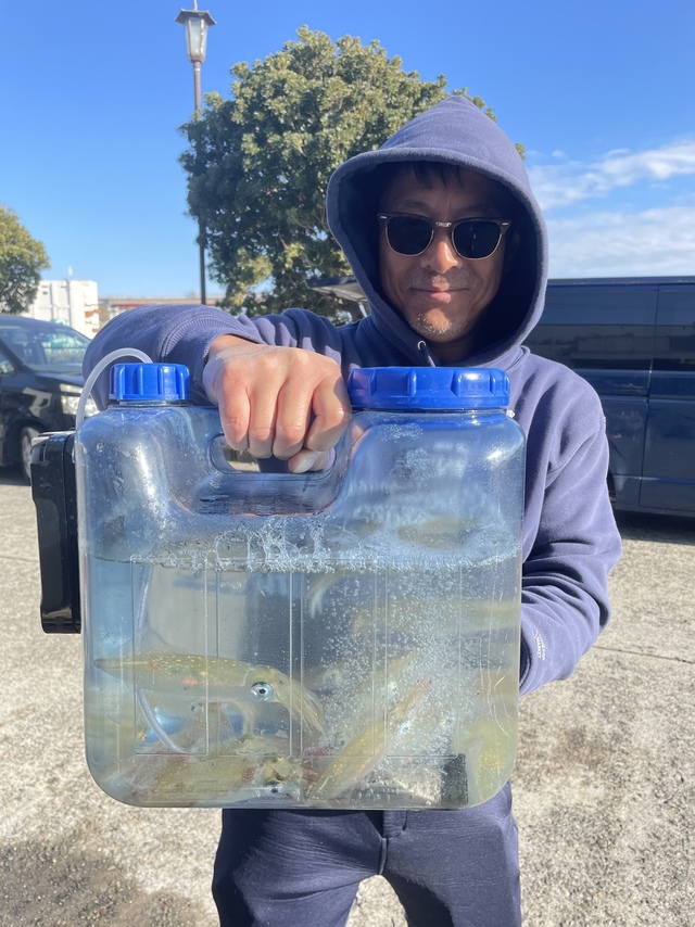 マルイカ(ケンサキイカ)