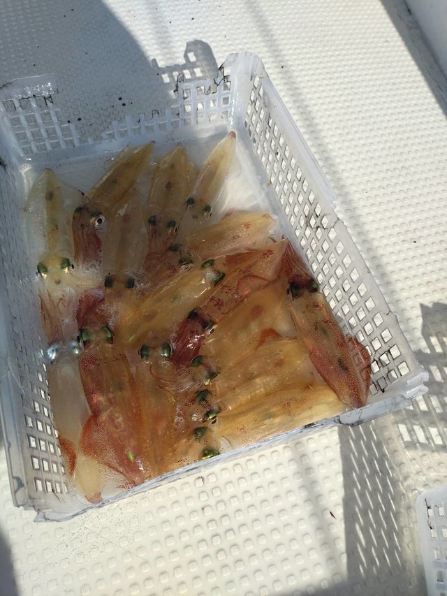 マルイカ(ケンサキイカ)