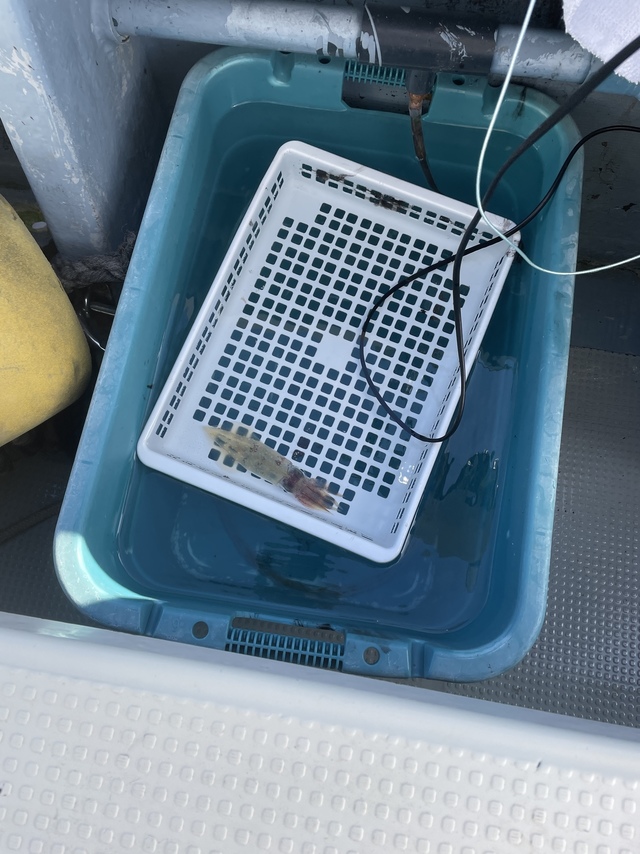 マルイカ(ケンサキイカ)