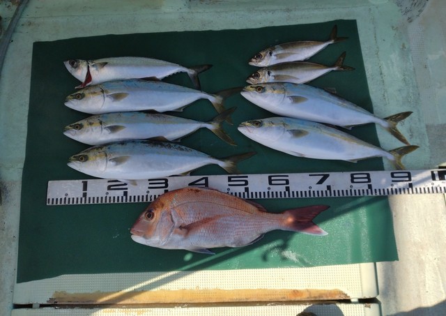 マダイ・マアジ・ハマチ(ブリ)