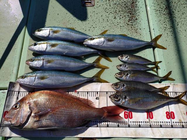 タイ(マダイ)・アジ(マアジ)・ハマチ(ブリ)