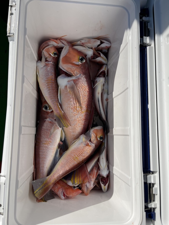 アマダイ(アカアマダイ)