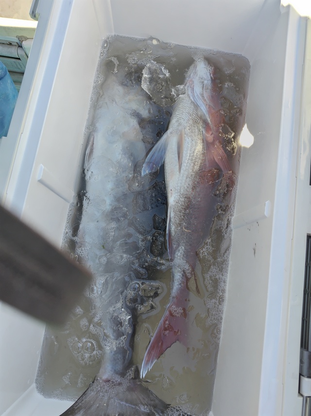 マダイ・メダイ