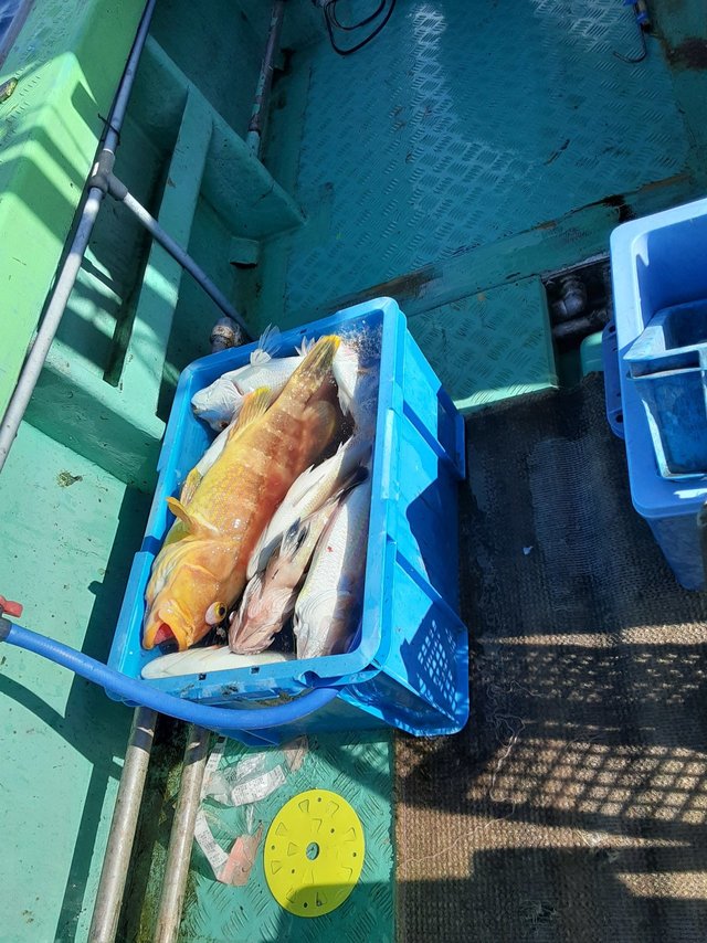 マダイ・アオハタ