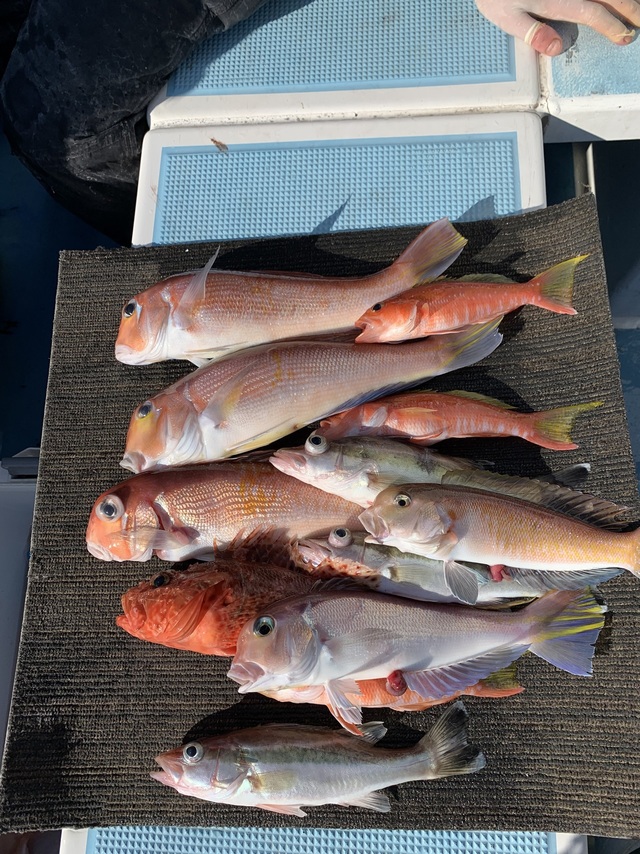 アマダイ(アカアマダイ)