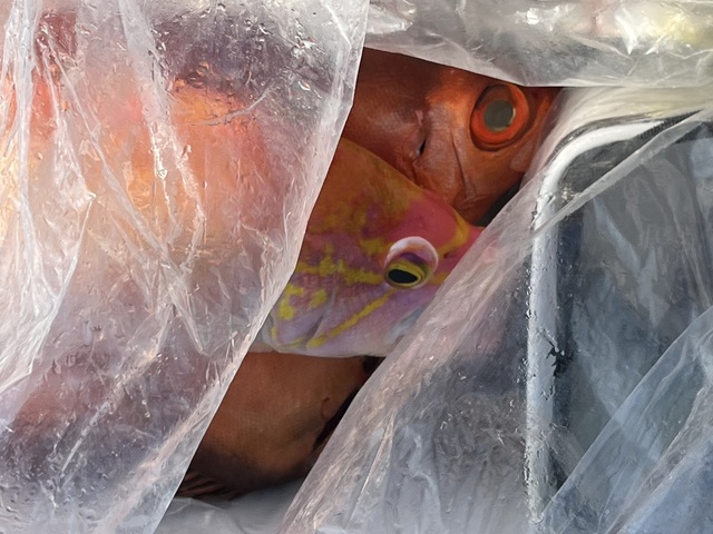 キンメ(キンメダイ)