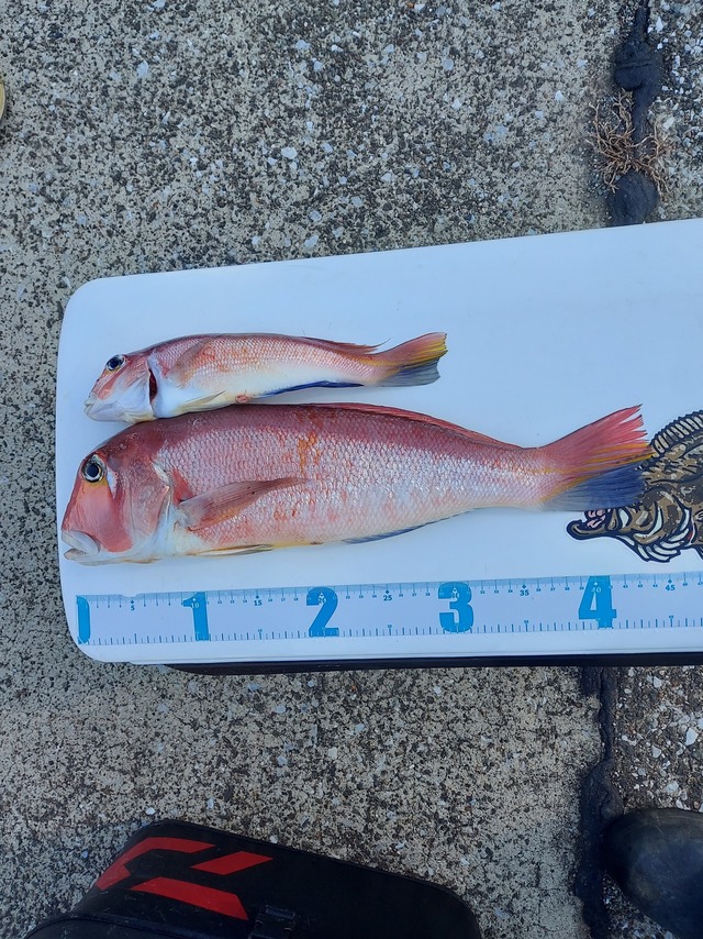 アマダイ(アカアマダイ)