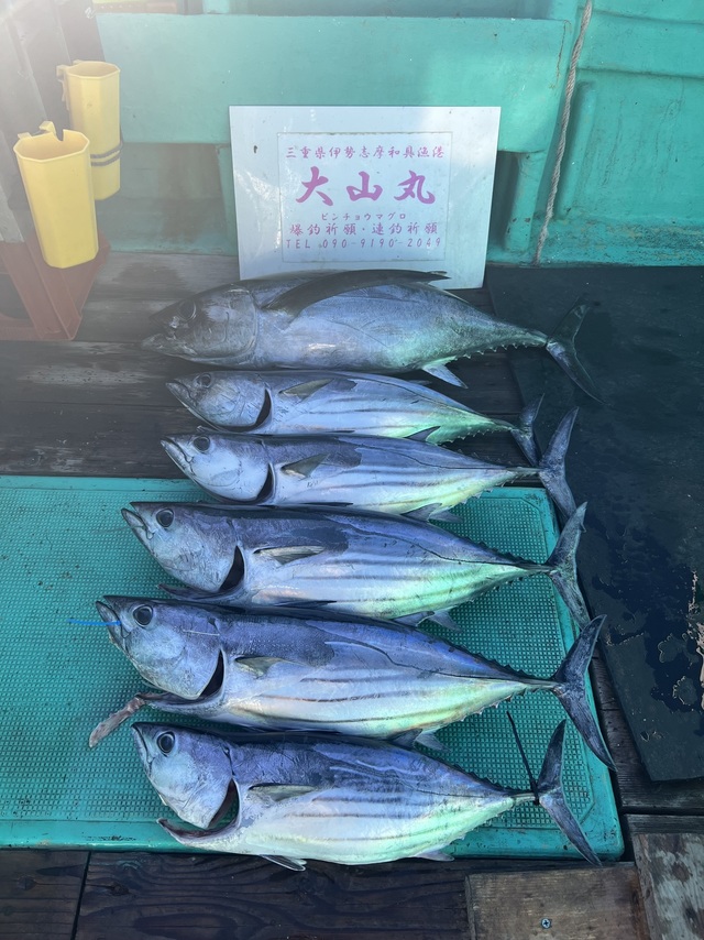 ビンチョウマグロ(ビンナガ)・カツオ