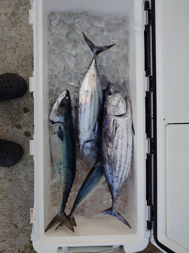 カツオ・サバ(ゴマサバ)