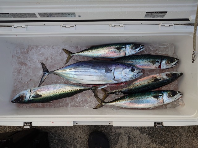 カツオ・サバ(ゴマサバ)