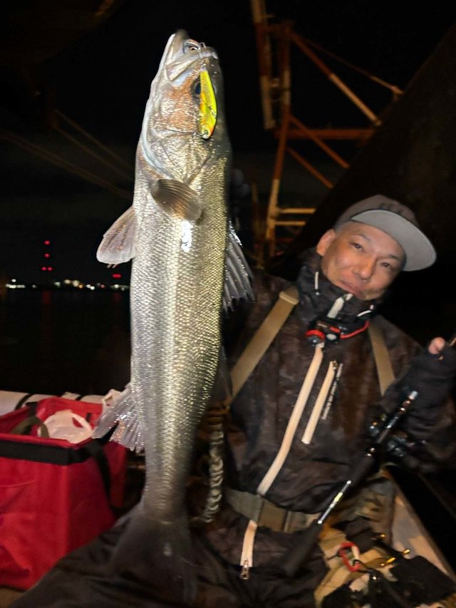 シーバス(スズキ)