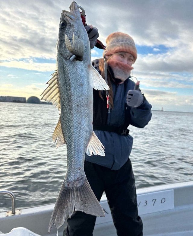 シーバス(スズキ)