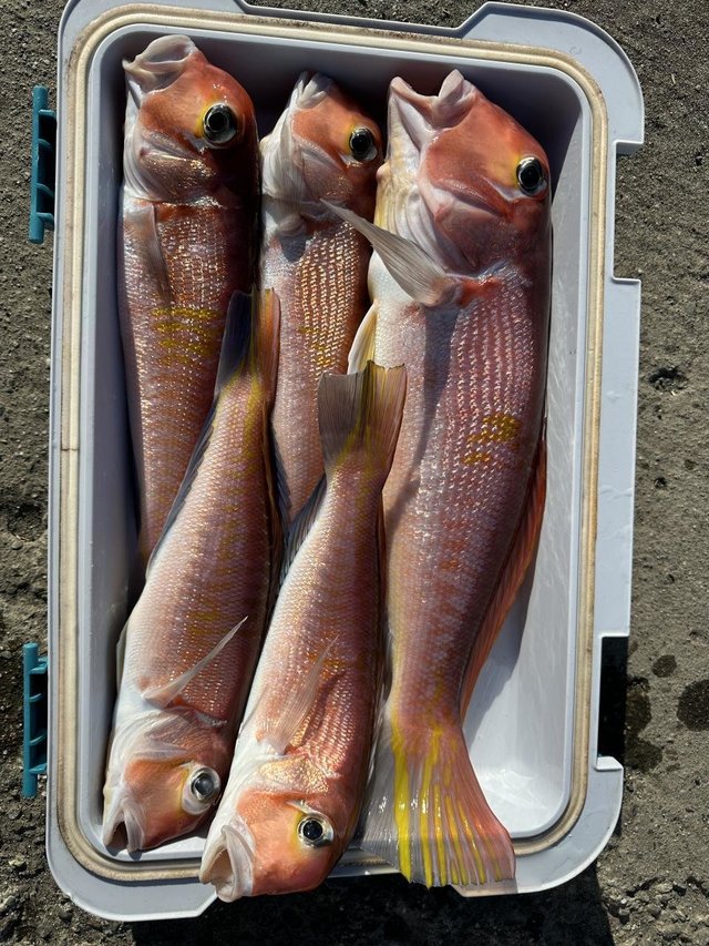 アマダイ(アカアマダイ)