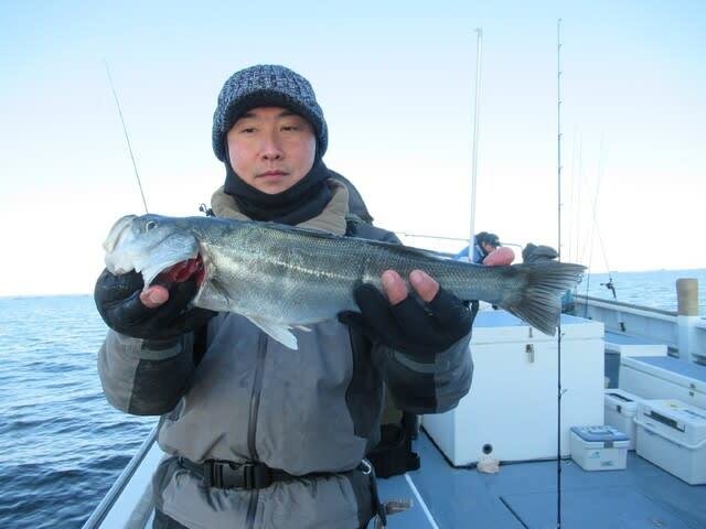 シーバス(スズキ)