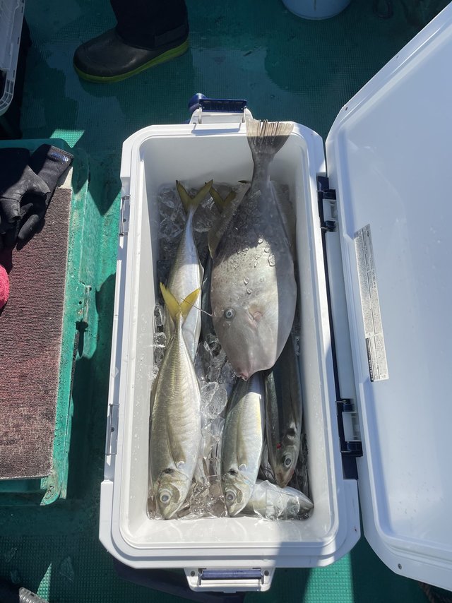 マアジ・ウスバハギ