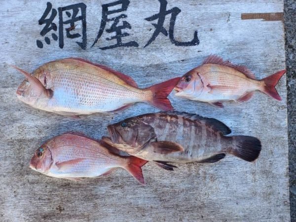 マダイ・ハタ(マハタ)