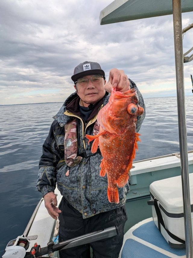 カンコ(ウッカリカサゴ)