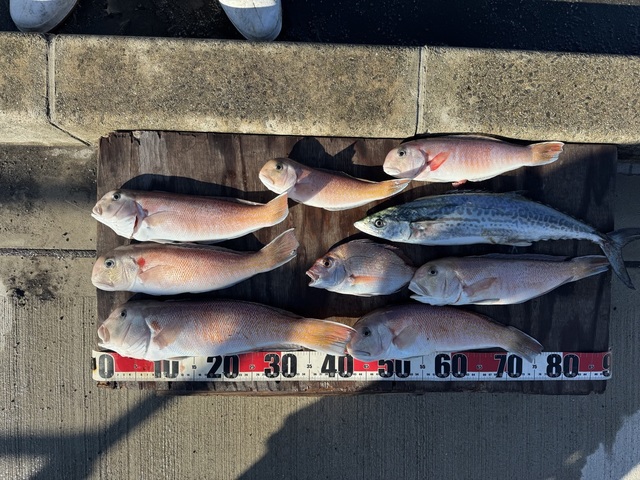 タイ(マダイ)・シロアマダイ