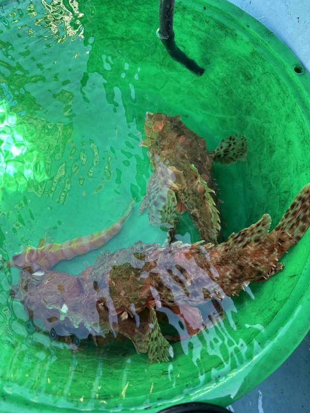 オニカサゴ・カンコ(ウッカリカサゴ)・アヤメカサゴ