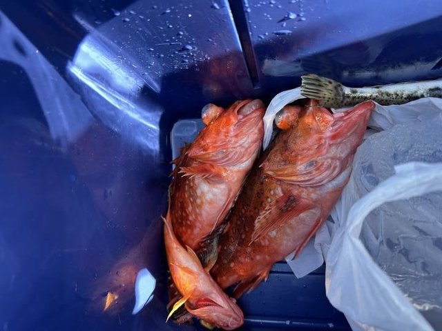 オニカサゴ・カンコ(ウッカリカサゴ)・アヤメカサゴ