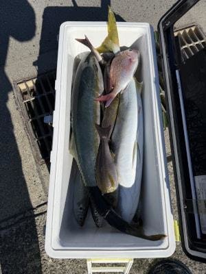 マダイ・マアジ・ブリ・イサギ(イサキ)