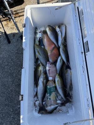 マダイ・イサギ(イサキ)・イラ