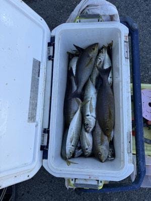 マアジ・イサギ(イサキ)