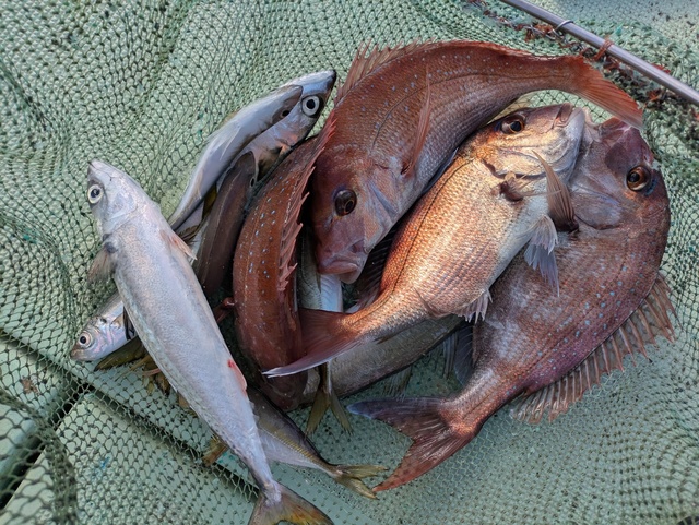 タイ(マダイ)・ハマチ(ブリ)